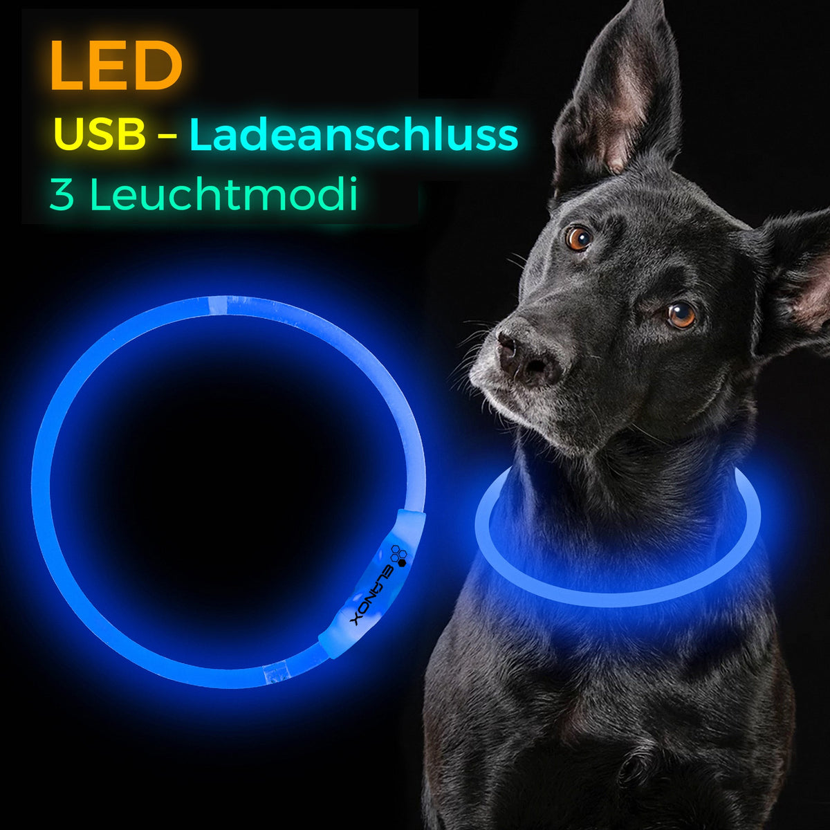 LED Hundehalsband Blau