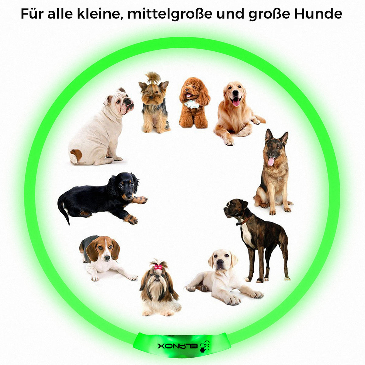 LED Hundehalsband aufladbar Grün – Ansicht 6