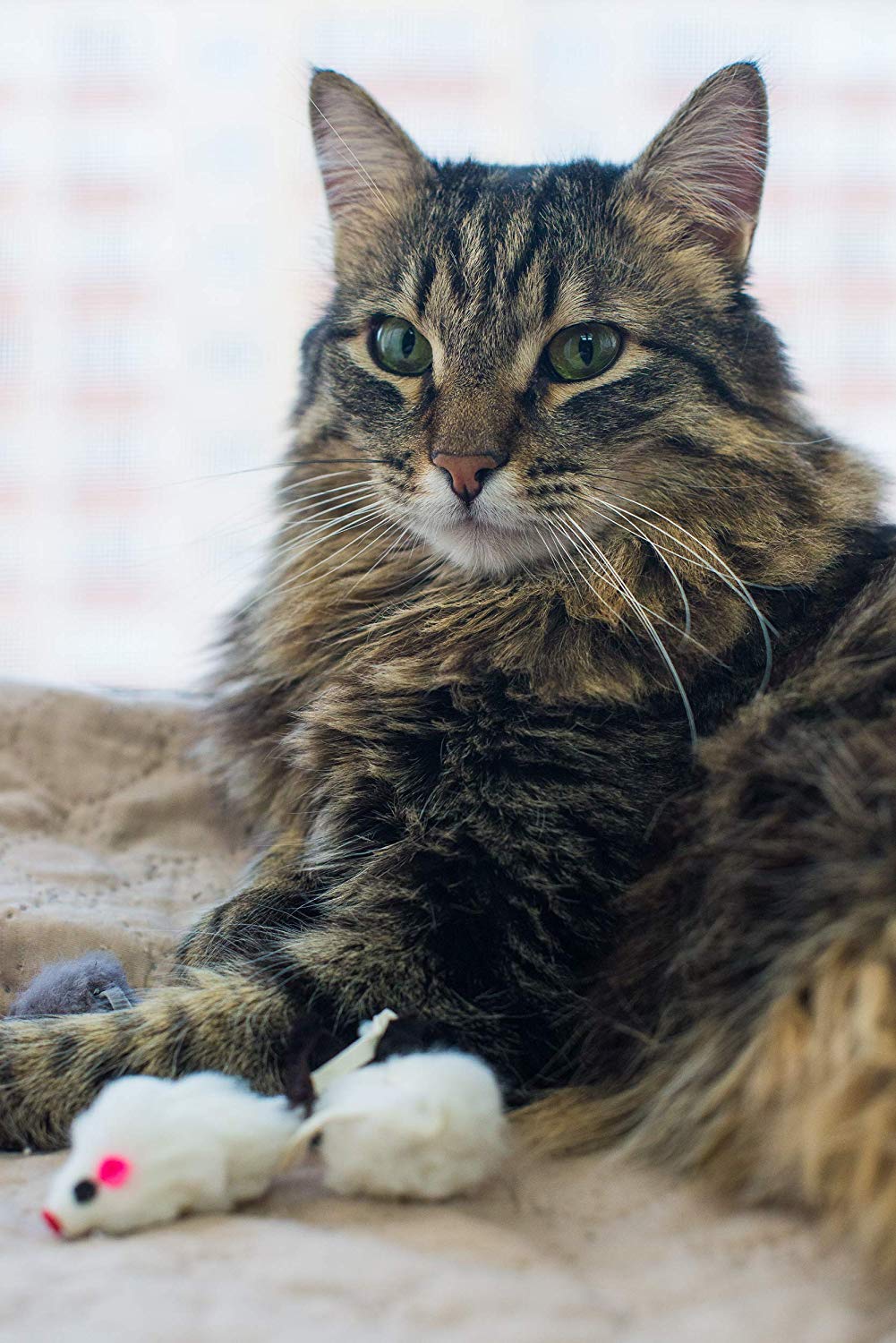 Spielmäuse mit Katzenminze 10 Stück – Ansicht 8